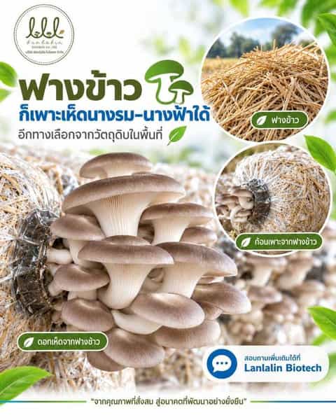 เห็ดนางรมและก้อนเพาะเห็ดจากฟางข้าว